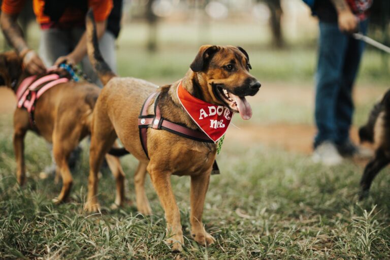 A friendly dog wearing an 'Adopt Me' bandana at a park, seeking a new home. (Photo by Matheus Bertelli on Pexels)