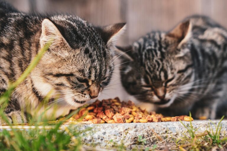 Adorable tabby cats feasting on dry food in an outdoor setting, showcasing pet life and feline co... (Photo by Vladimir Srajber on Pexels)