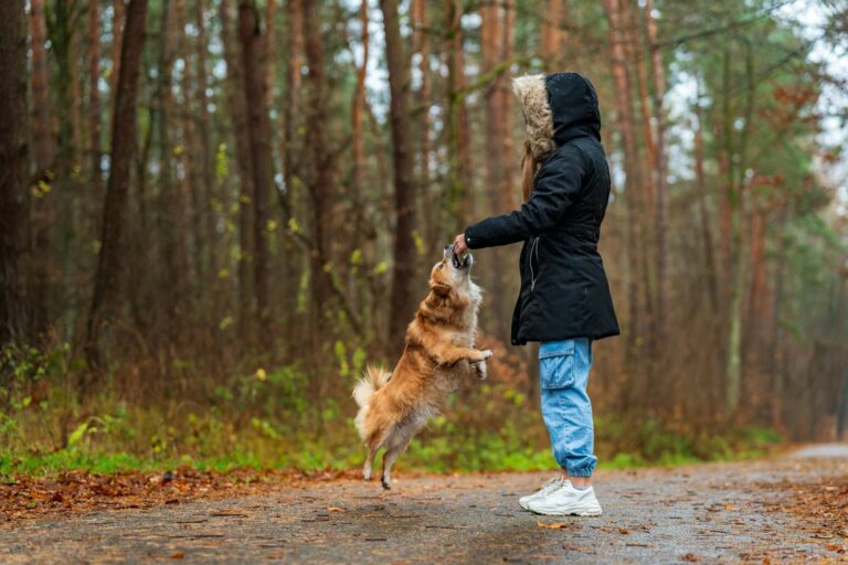 A person in a warm coat plays with a dog on a forest path during autumn. (Photo by Michał Robak on Pexels)
