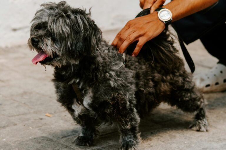 A cute shaggy dog being held on a leash on the streets of Rabat, Morocco. (Photo by Abderrahmane Habibi on Pexels)