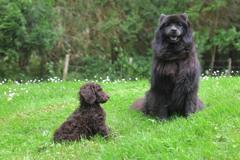 A fluffy black Chow Chow and a curly brown Poodle sitting on green grass. (Photo by JacLou- DL on Pexels)