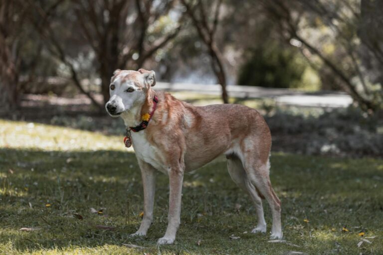 Charming senior dog with floral collar enjoying a sunny day at Bibra Lake park in Western Australia. (Photo by Ajay Lamichhane on Pexels)