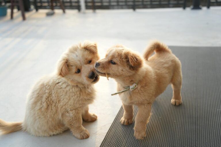 Two fluffy golden puppies playfully interacting on an outdoor rooftop setting. (Photo by 分 参 on Pexels)