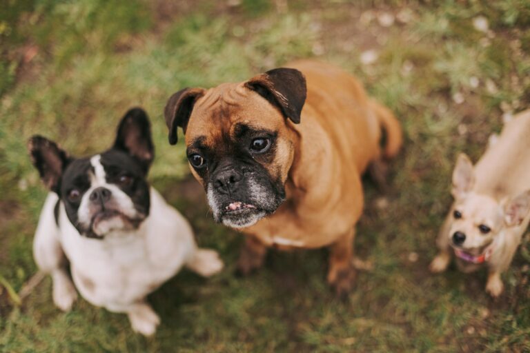 Three dogs, including a French Bulldog, Boxer, and Chihuahua, sitting on grass. (Photo by Aysun Kahraman Öktem on Pexels)