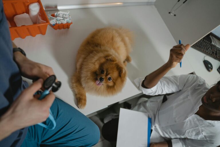 A fluffy Pomeranian dog receiving a medical checkup at a veterinary clinic, attended by professio... (Photo by Tima Miroshnichenko on Pexels)