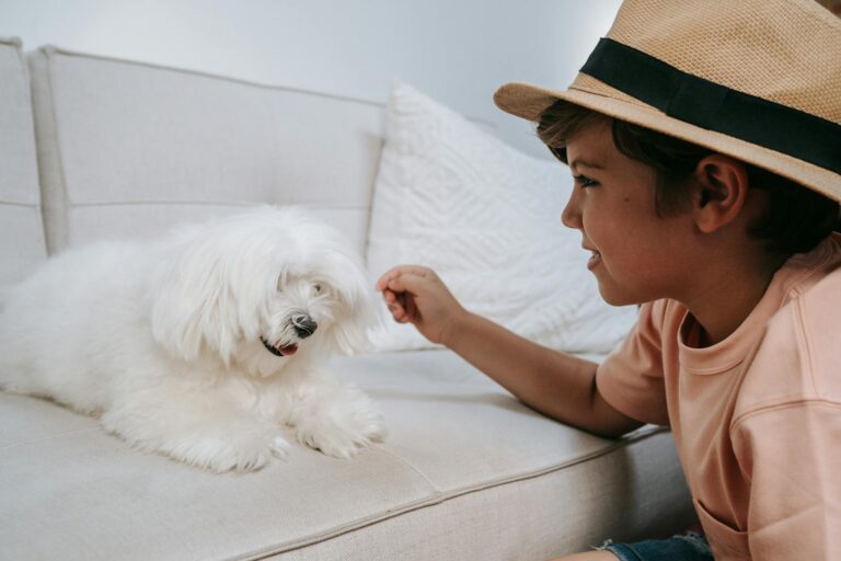A young boy in a straw hat interacts with a white Maltese dog on a sofa, creating a cute and joyf... (Photo by Katya Wolf on Pexels)