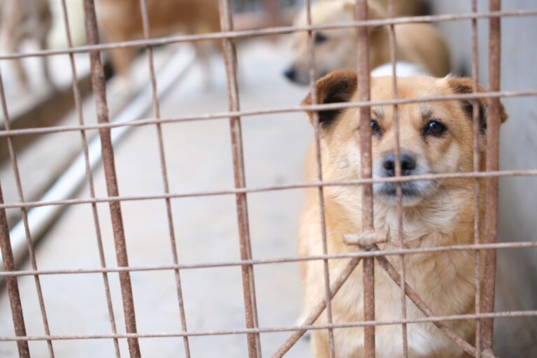 A soulful brown dog peering through a metal cage, capturing a moment of animal life in shelter. (Photo by Mia X on Pexels)