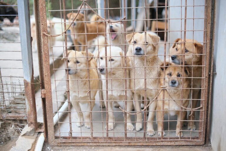 Multiple dogs in a shelter cage, highlighting the need for adoption and animal care. (Photo by Mia X on Pexels)