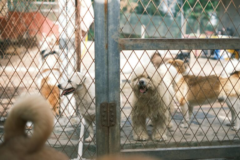 A group of happy dogs standing behind a fence in an animal shelter yard. (Photo by Mia X on Pexels)