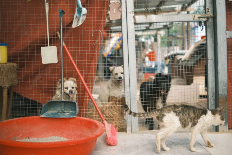 A heartwarming scene of dogs and a cat in a shelter environment with cages. (Photo by Mia X on Pexels)