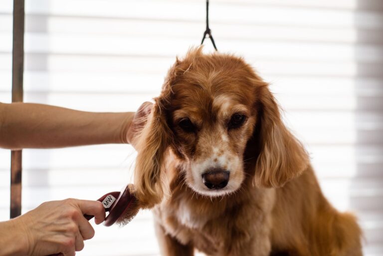 A Cocker Spaniel dog being groomed indoors by a professional groomer. (Photo by Goochie Poochie Grooming on Pexels)