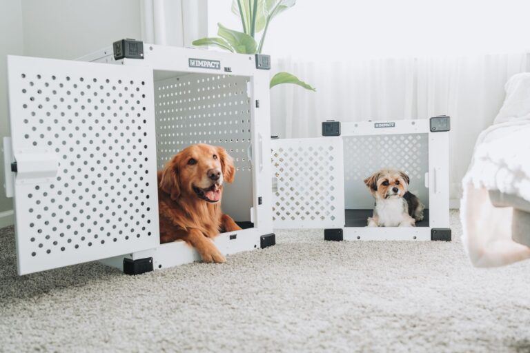Golden Retriever and small dog resting in white dog crates in a cozy living room. (Photo by Impact Dog Crates on Pexels)
