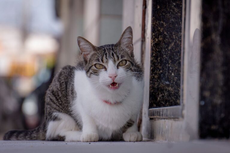 A calm tabby cat resting outdoors by an urban doorstep, showcasing feline comfort. (Photo by Eudes cs on Pexels)
