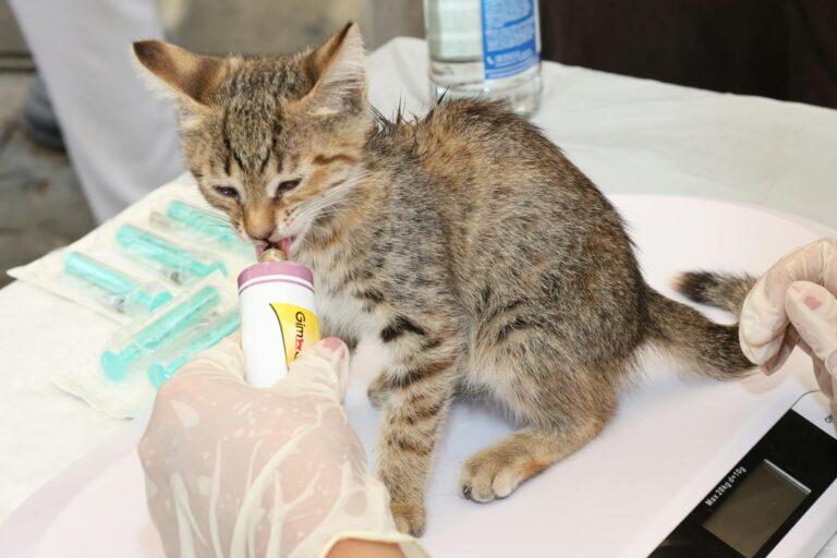 A young gray tabby kitten being fed by a veterinarian, showcasing compassionate animal care. (Photo by Tahir Xəlfə on Pexels)