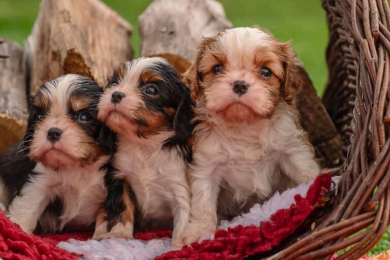 Three cute Cavalier King Charles Spaniel puppies sitting in a wicker basket outdoors, showcasing ... (Photo by Susanne Jutzeler, suju-foto on Pexels)