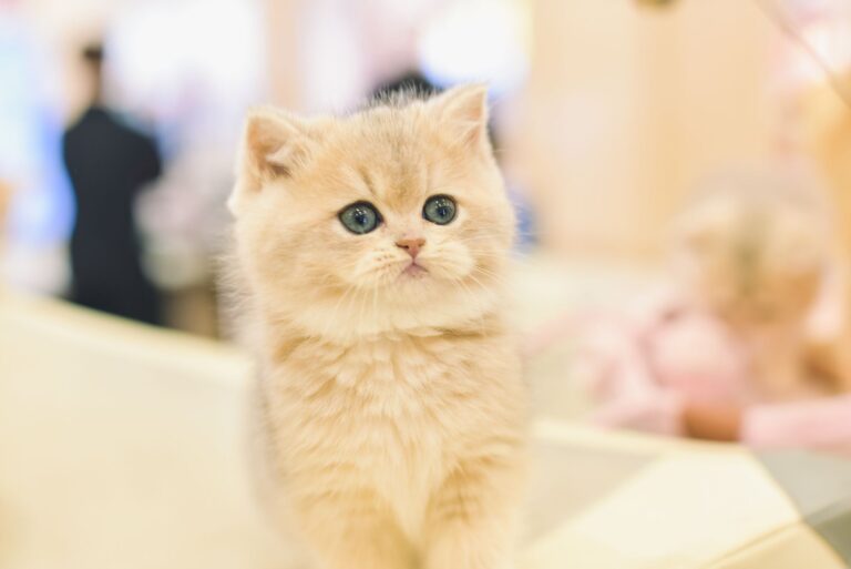 A cute fluffy kitten with blue eyes sits indoors, capturing hearts with its charming expression. (Photo by 余鑫磊 on Pexels)