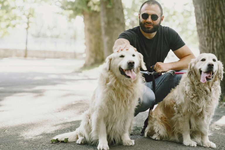A man enjoying a sunny day with his two golden retrievers in an outdoor park setting. (Photo by Gustavo Fring on Pexels)