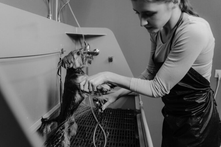 Woman washing a small dog in a grooming salon sink, black and white photo. (Photo by Tima Miroshnichenko on Pexels)