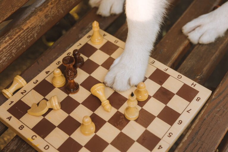 A cute dog paw interacting with a chessboard, creating a humorous scene in natural light. (Photo by Yaroslav Shuraev on Pexels)